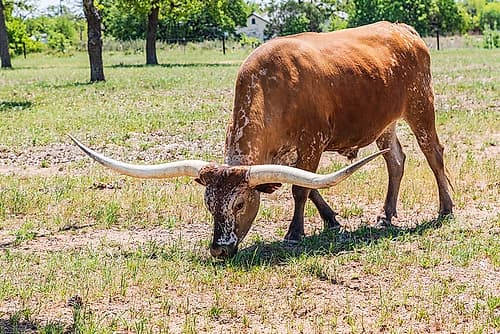 Marble Falls-Texas-USA-Longhorn cattle in the Texas Hill Country Art Print